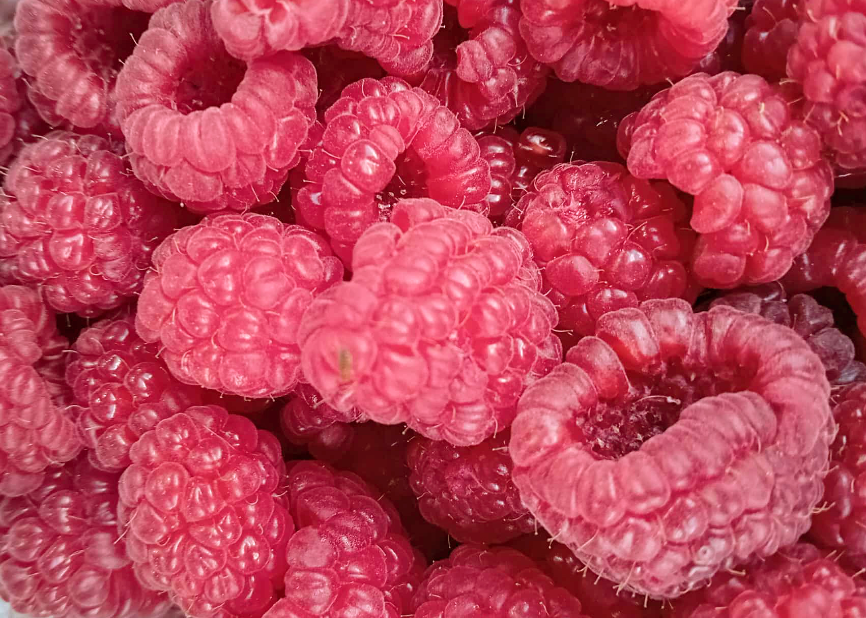 Bogyósok és más termény növények